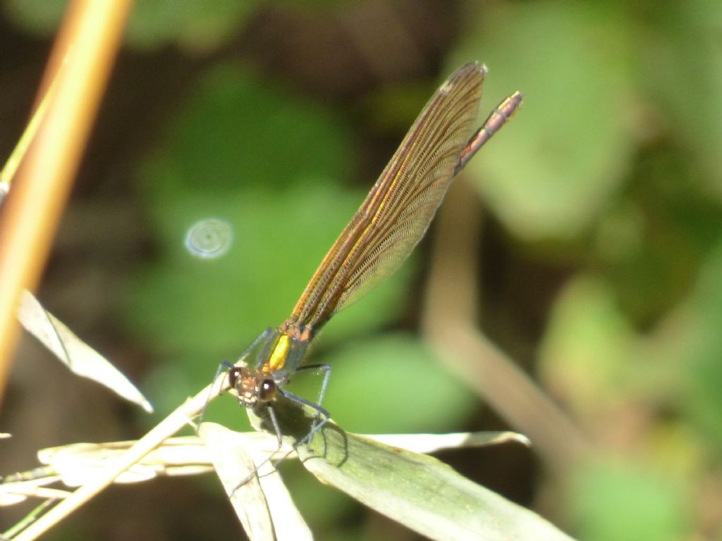 Calopteryx splendens o virgo?